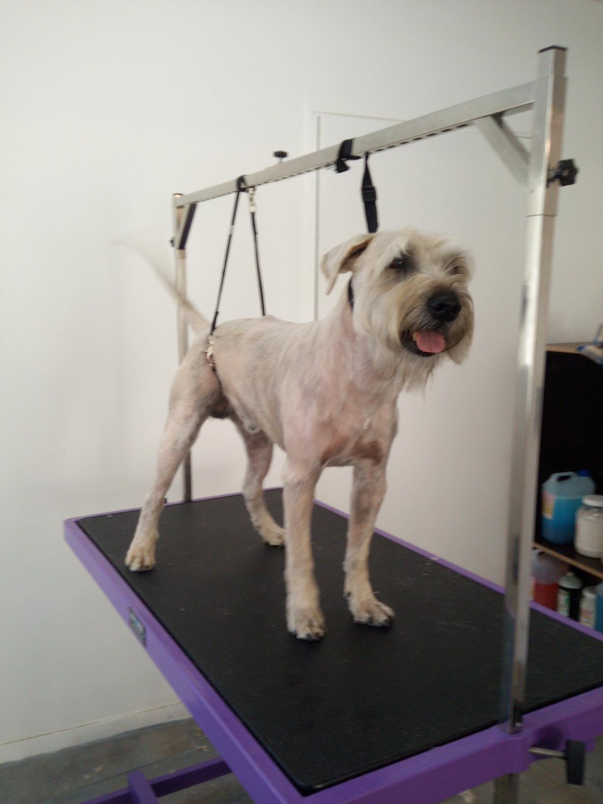 Tonte Terrier Irlandais